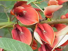 Fleur de ceibo ou erythrina crista-galli.