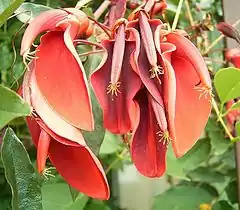 Fleur de Ceibo (erythrina crista-galli), fleur nationale de l'Argentine.