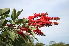 Description de l'image Erythrina senegalensis MS 1822.JPG.