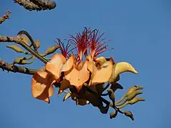 Quelques branches épineuses avec des fleurs en développement. Au milieu se trouve au moins cinq fleurs ouvertes ; elles ont un sac orange en leur centre, entouré de pétales oranges, avec de nombreux traits rouges à leur extrémité.