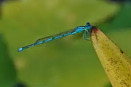 Naïade aux yeux bleus près des nénuphars du jardin