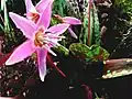 Erythronium dens-canis'Purple King'