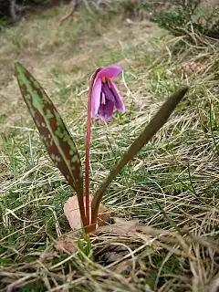 Érythrone dent-de-chien, Erythronium dens-canis.