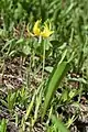 Erythronium grandiflorum.