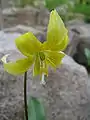 Erythronium 'Pagoda'