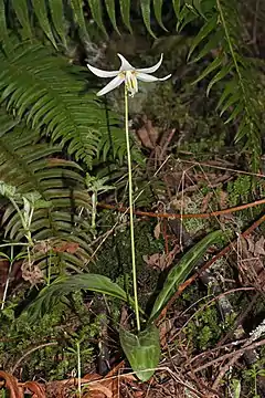 Description de l'image Erythronium oregonum 5581.JPG.