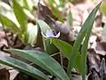 Erythronium propullans