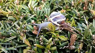 Escargot des bois sur une haie.