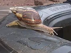 Escargot sur un pneu en zone urbaine (Kamsar)