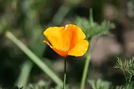 Eschscholzia californica - 13h00