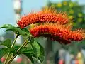 Inflorescences de Combretum rotundifolium