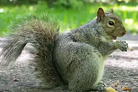 écureuil gris à ventre blanc et aux yeux noirs
