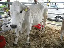 photo d'un bovin blanc à mufle noir dans un box métallique sous un chapiteau.