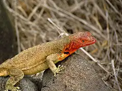 Description de l'image Espanola Lava Lizard, closeup.jpg.