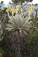 Espeletia grandiflora (Asteraceae)