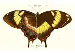 Papilio homerus, verso et recto (illustration)