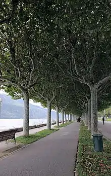 Vue sur un chemin bordé d'arbres.