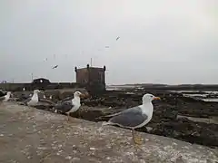 Sqala du Port, Îles Purpuraires, et goélands, depuis les remparts