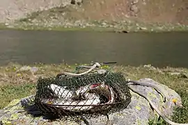 Pratique de la pêche sur l'estany de l'Isla