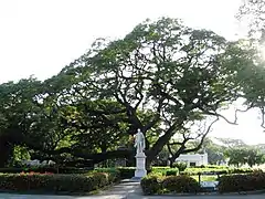 Statue de Simón Bolívar à La Quinta de San Pedro Alejandrino.