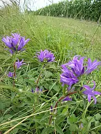 Paysage aux fleurs des champs.