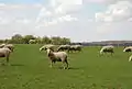 Béliers de la race ovine de l'Est à laine mérinos.