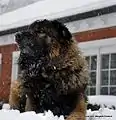 Cão de la Serra de Estrala