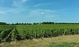 Photographie en couleurs d'une vigne avec des bois en arrière-plan.