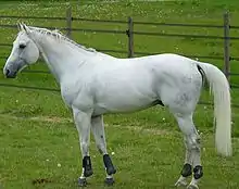 Profil gauche d’un cheval gris clair ; dans son pré, il porte des protections à ses membres.