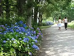 Vue du parcours des hortensias de l’étang au Duc