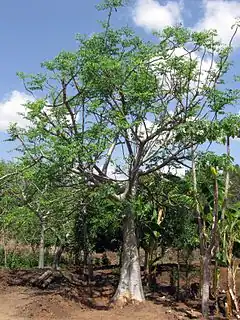 Description de l'image Ethiopia - Mature Moringa stenopetala tree - March 2011.jpg.