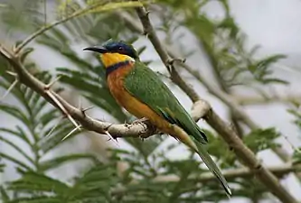 Guêpier de Lafresnaye(Merops lafresnayii).