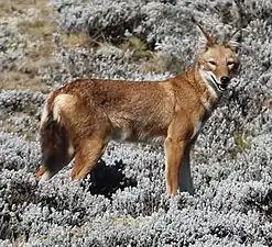 Loup d'Abyssinie(Canis simensis)