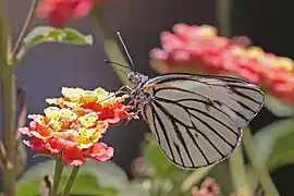 Pieris brassicoides