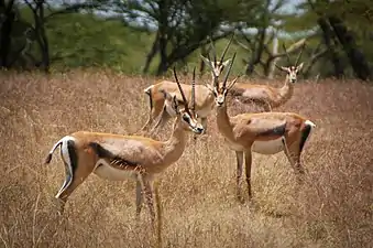 Gazelle de Grant(Nanger granti),Savane d'Afrique de l'Est.