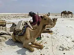 Chargement du sel sur un dromadaire