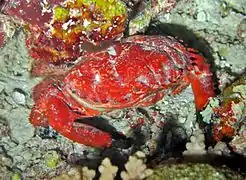 Un crabe splendide (Etisus splendidus)