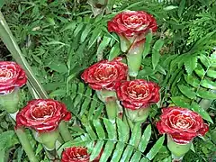 Etlingera corneri