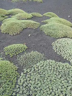 Description de l'image Etna-Astragalus siculus (4).jpg.