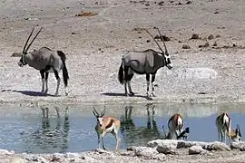 Oryx et springboks.