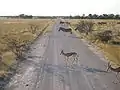 Springboks et zèbres sur une piste d'Etosha.