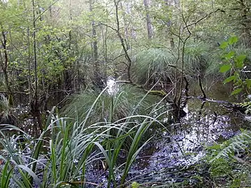 Le ruisseau des Forges à Étouars.