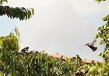 Étourneau juvénile sur un cerisier