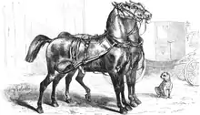 Gravure encyclopédique montrant 2 chevaux landais côte-à-côte et harnachés.