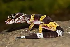 Description de l'image Eublepharis satpuraensis Satpura leopard gecko by Ashahar alias Krishna Khan.jpg.