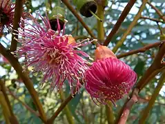 Eucalyptus torquata