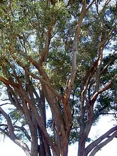 Description de l'image Eucalyptus acmenoides Eastwood.JPG.