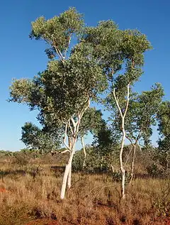 Description de l'image Eucalyptus alba.jpg.