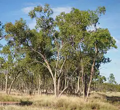 Description de l'image Eucalyptus brownii.jpg.