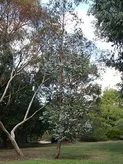 Description de l'image Eucalyptus cinerea.jpg.